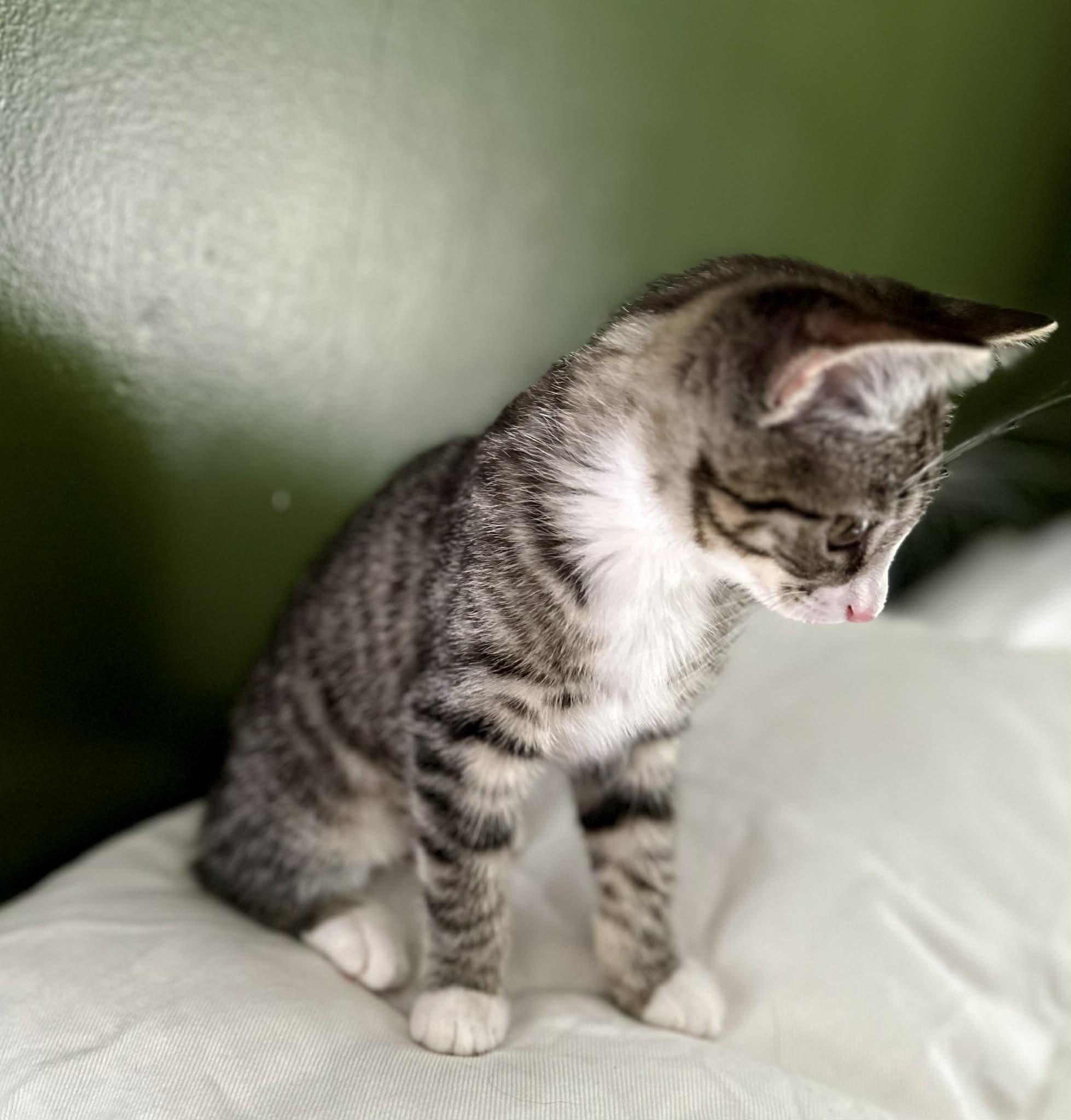 Tulip, a ADOPTABLE Domestic Short Hair in Belchertown, MA image 2/2