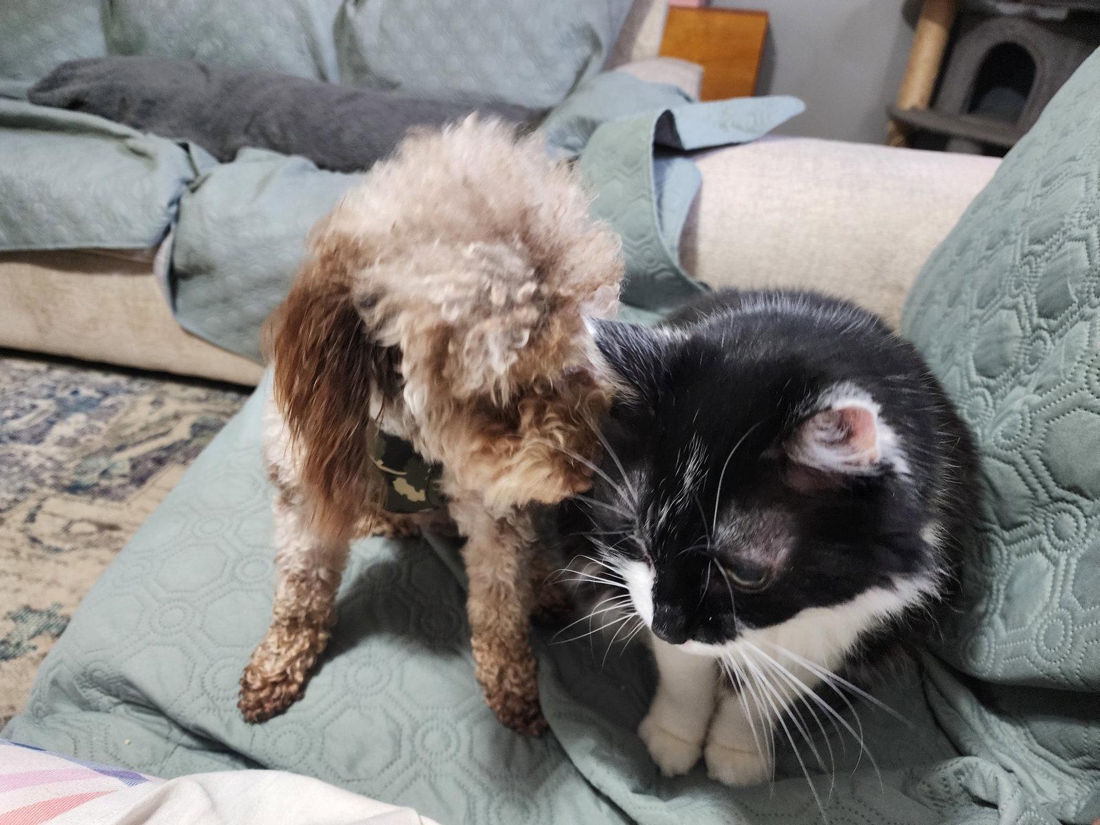 Enlarge Romeo, a Adopted Poodle in Marine City, MI image 1/3