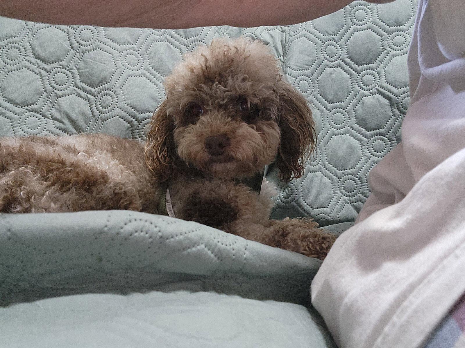 Enlarge Romeo, a Adopted Poodle in Marine City, MI image 2/3
