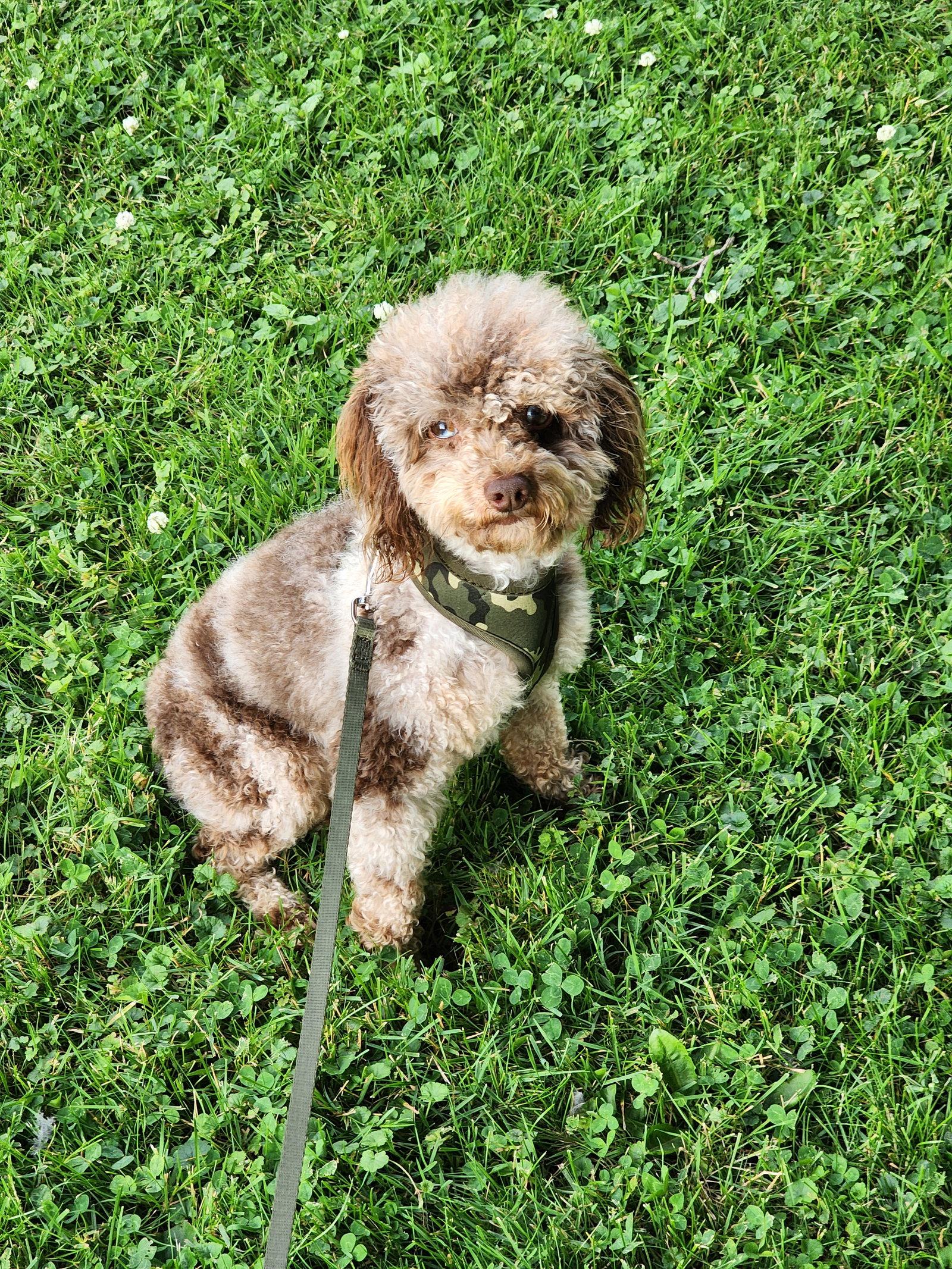 Enlarge Romeo, a Adopted Poodle in Marine City, MI image 3/3