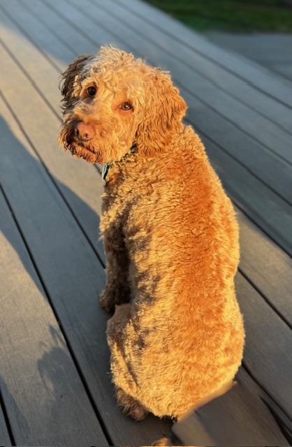 Enlarge Max, an adopted Goldendoodle in Albany, NY image 4/6