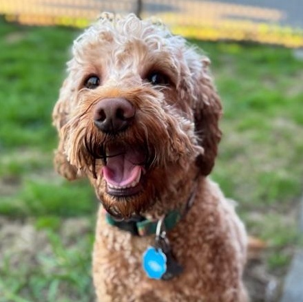Enlarge Max, an adopted Goldendoodle in Albany, NY image 2/6