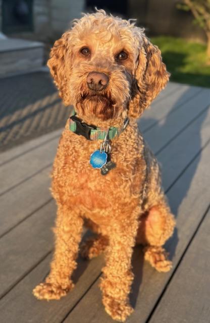 Enlarge Max, an adopted Goldendoodle in Albany, NY image 6/6