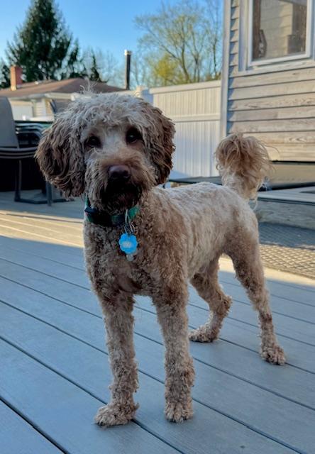 Enlarge Max, an adopted Goldendoodle in Albany, NY image 3/6