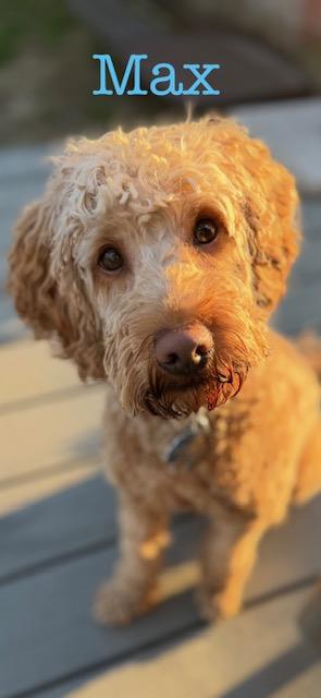 Enlarge Max, an adopted Goldendoodle in Albany, NY image 5/6