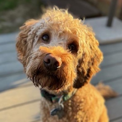 Enlarge Max, an adopted Goldendoodle in Albany, NY image 1/6