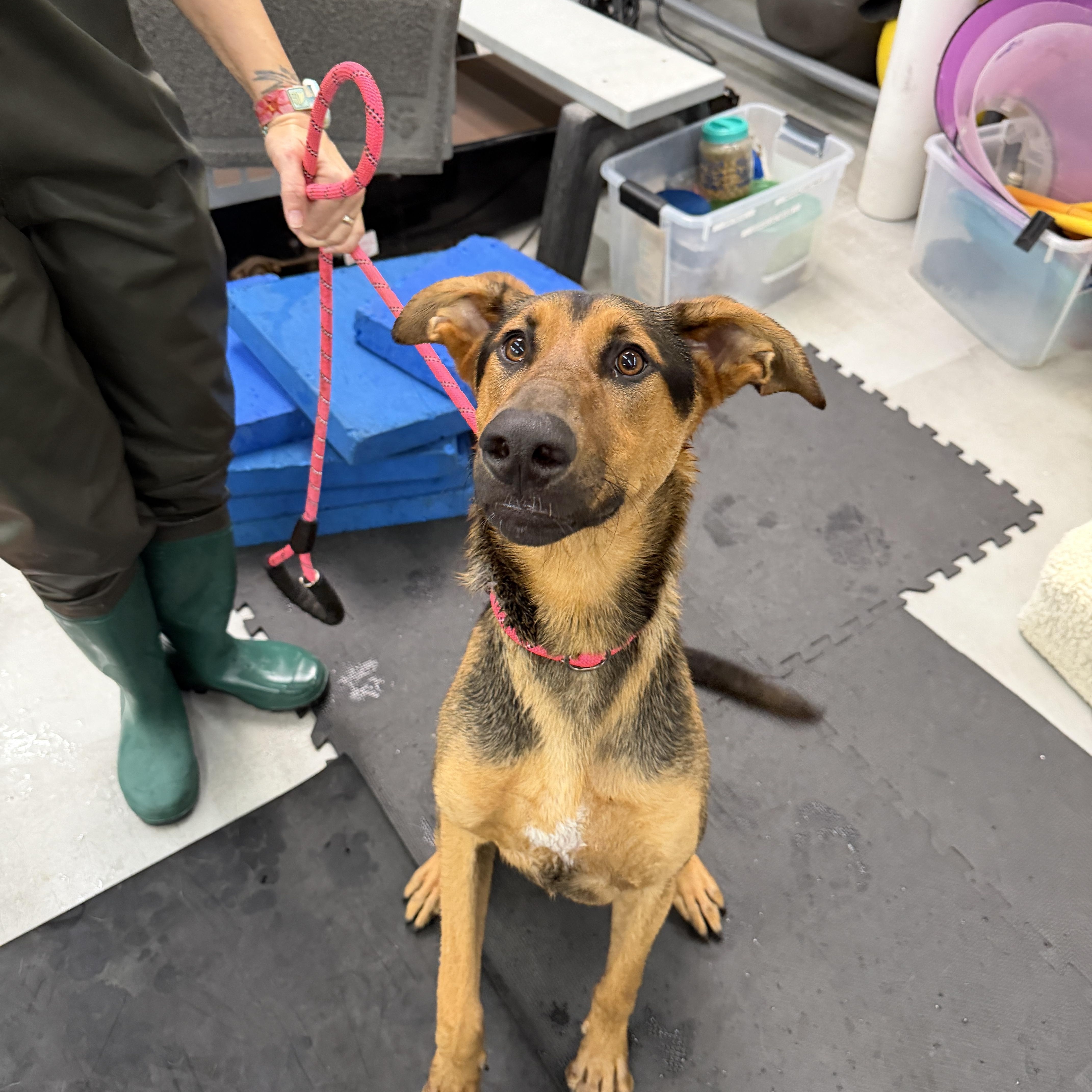 Enlarge Ryder, a ADOPTABLE mixed breed in Los Angeles, CA image 1/4