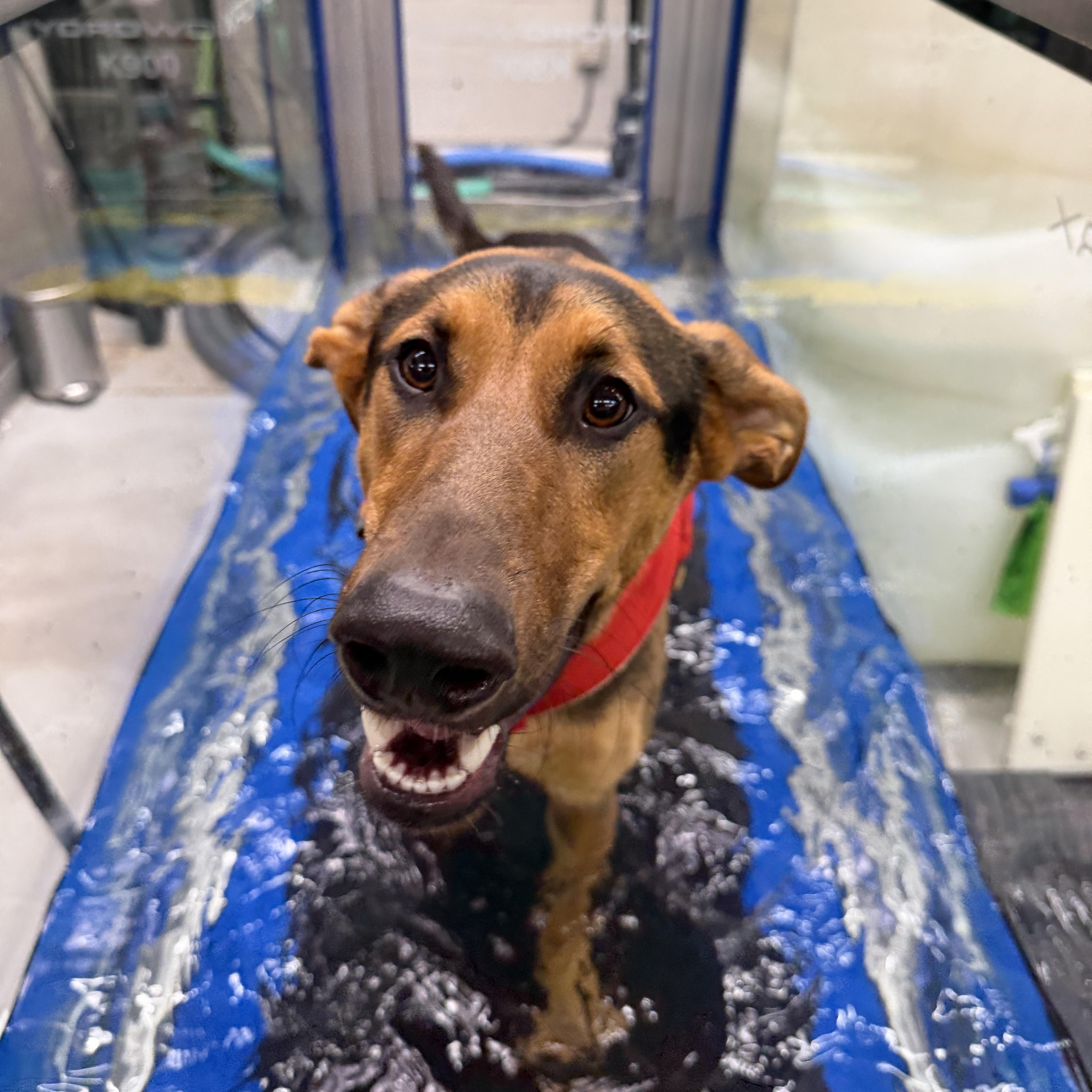 Enlarge Ryder, a ADOPTABLE mixed breed in Los Angeles, CA image 2/4