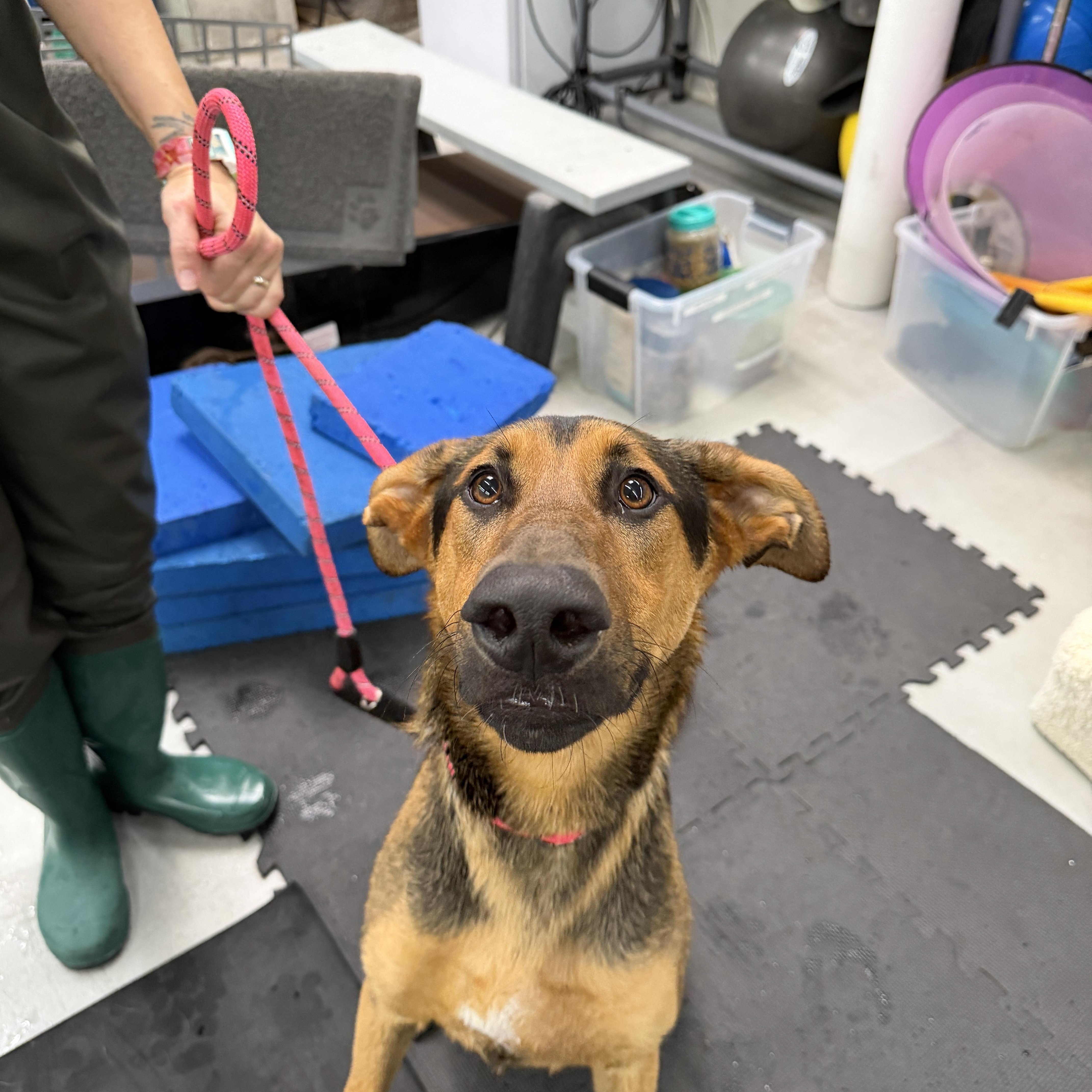 Enlarge Ryder, a ADOPTABLE mixed breed in Los Angeles, CA image 3/4