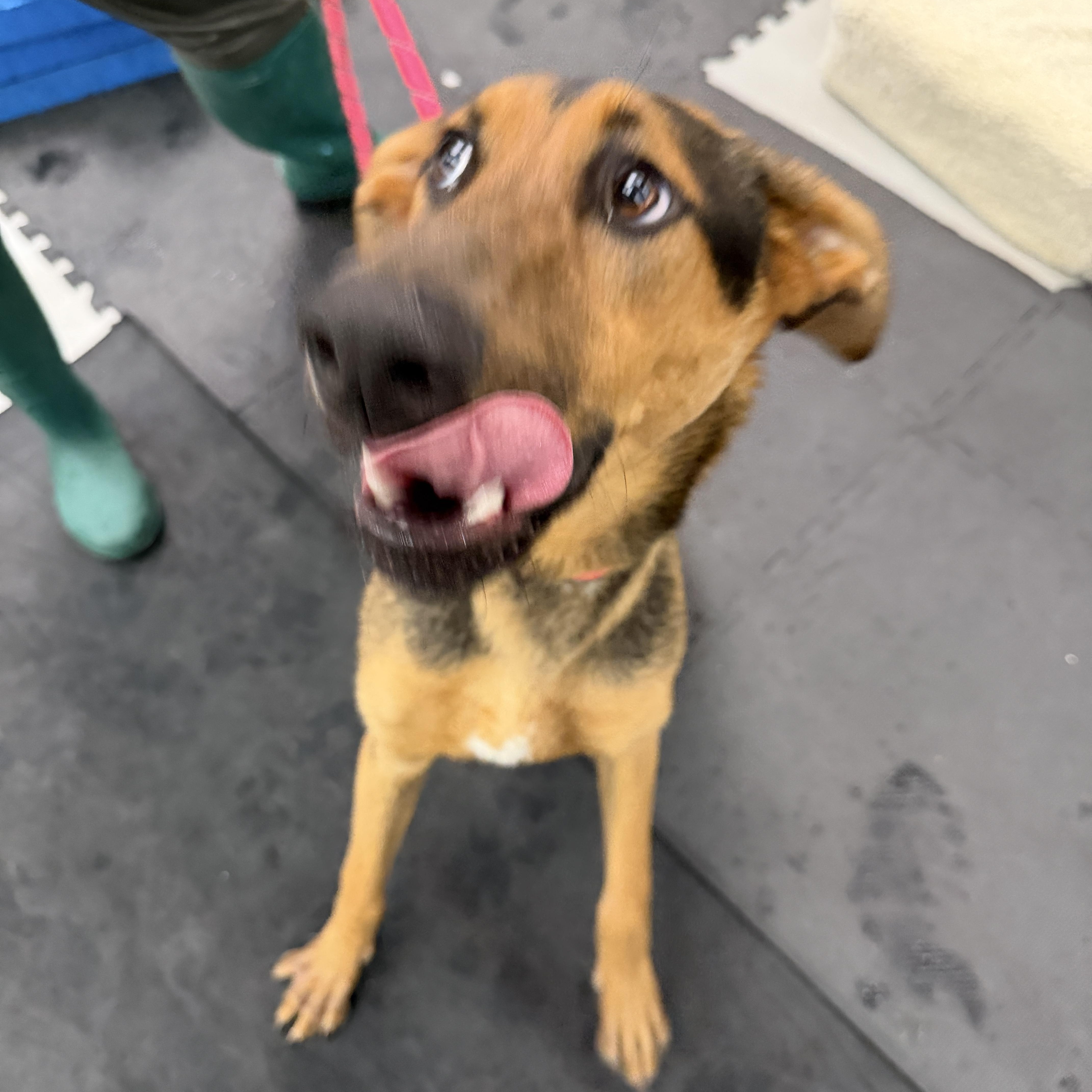 Enlarge Ryder, a ADOPTABLE mixed breed in Los Angeles, CA image 4/4