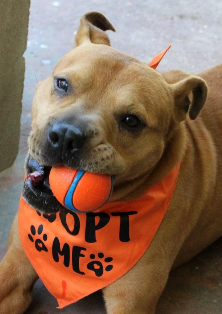 RUBY TUESDAY, ADOPTABLE, Adult Female Pit Bull Terrier & Pug.