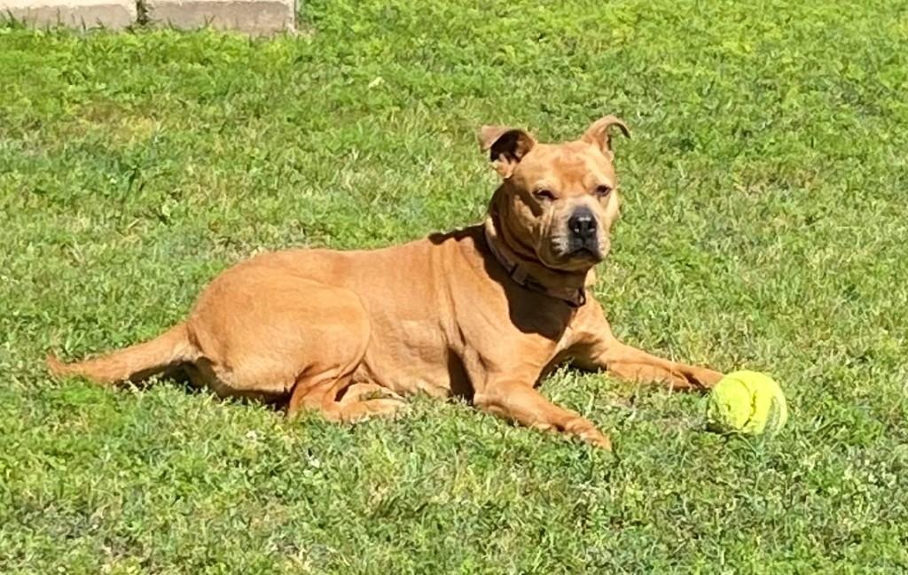 RUBY, ADOPTABLE, Adult Female Pit Bull Terrier & Pug.
