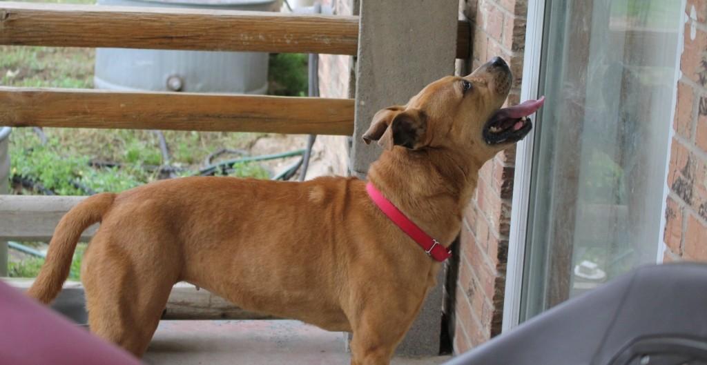 Enlarge RUBY, a ADOPTABLE mixed breed in Carrollton, TX image 5/5