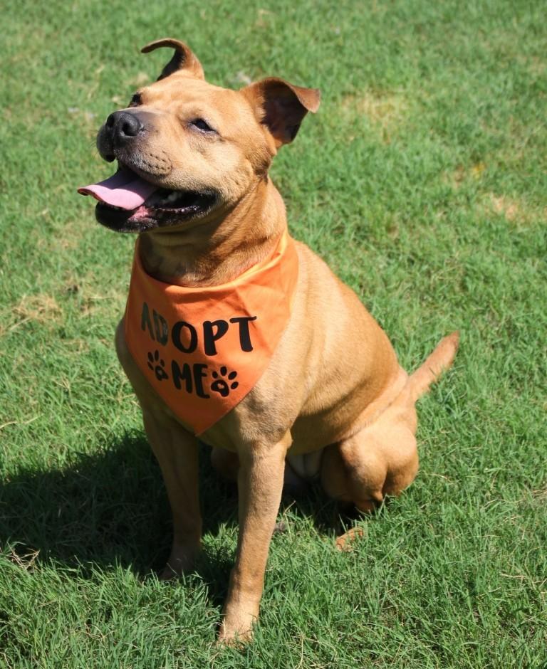 RUBY TUESDAY, a ADOPTABLE mixed breed in Carrollton, TX image 4/4