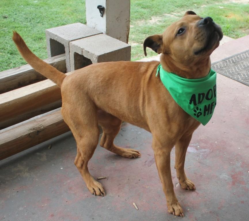 Enlarge RUBY, a ADOPTABLE mixed breed in Carrollton, TX image 4/5