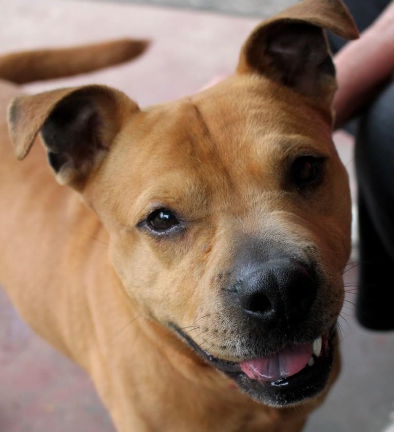RUBY, ADOPTABLE, Adult Female Pit Bull Terrier & Pug.