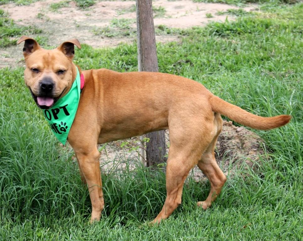 Enlarge RUBY, a ADOPTABLE mixed breed in Carrollton, TX image 3/5