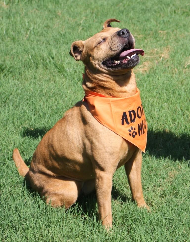 RUBY TUESDAY, a ADOPTABLE mixed breed in Carrollton, TX image 2/4