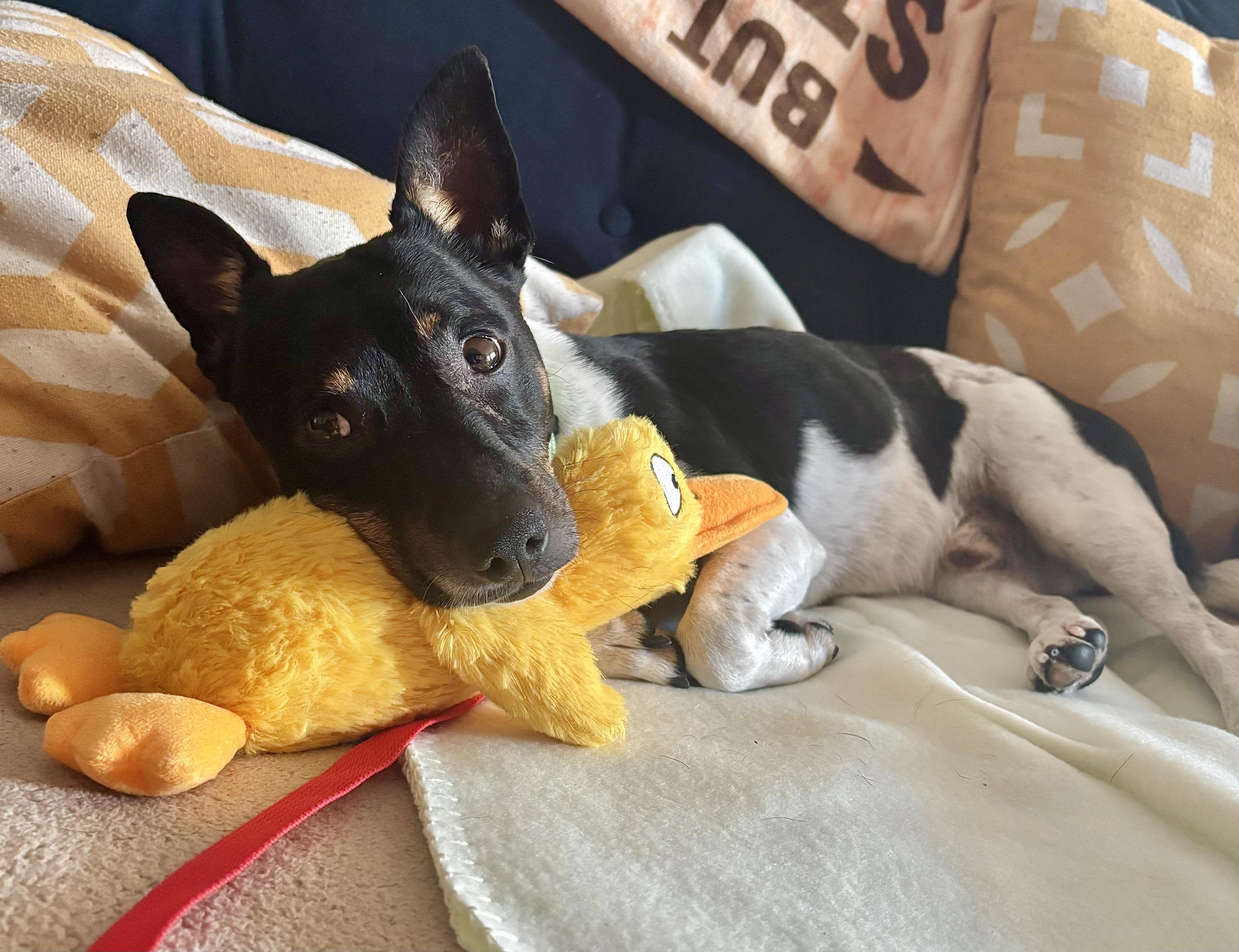 Enlarge Henry, a ADOPTABLE mixed breed in Brooklyn, NY image 3/5