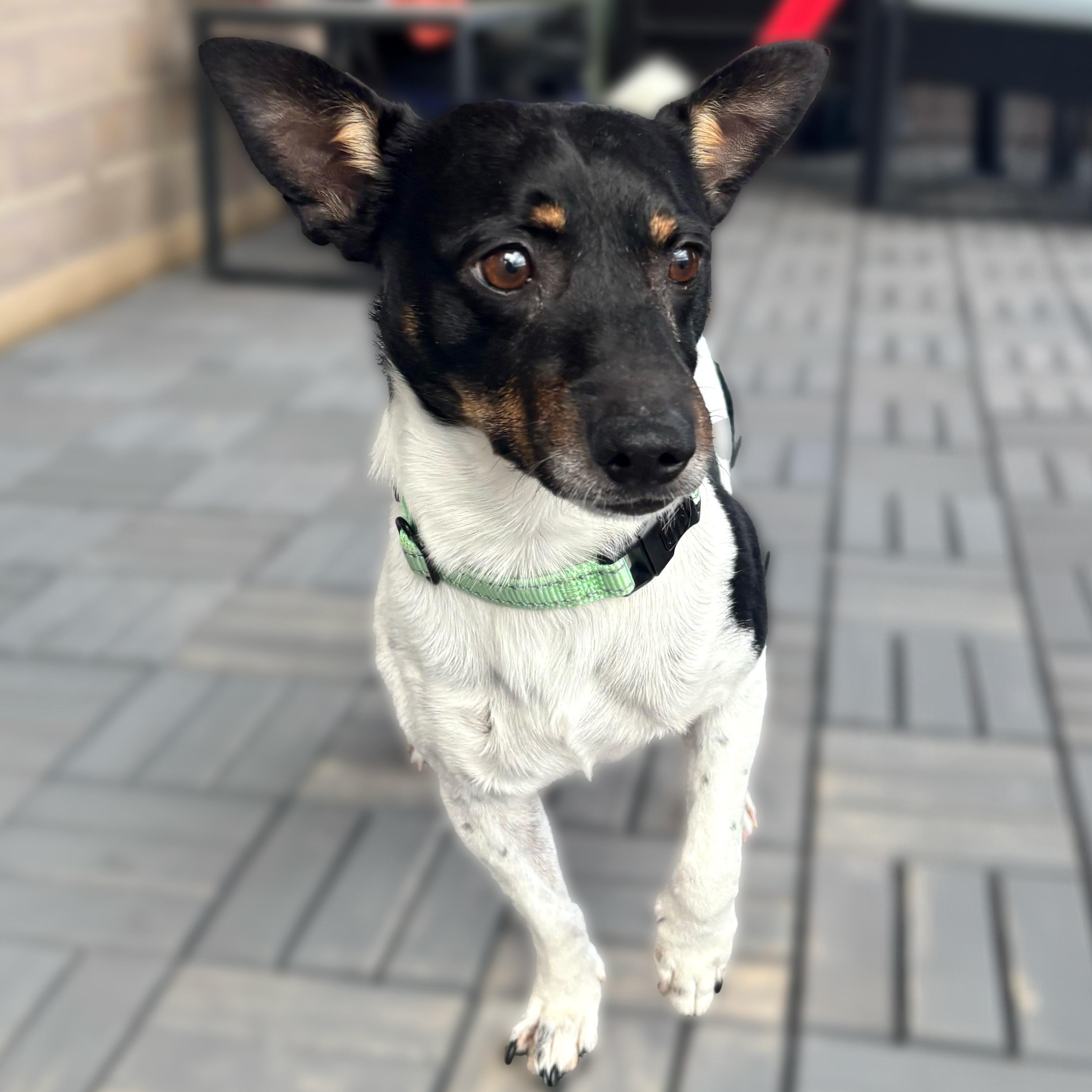 Henry, ADOPTABLE, Adult Male Chihuahua & Rat Terrier.