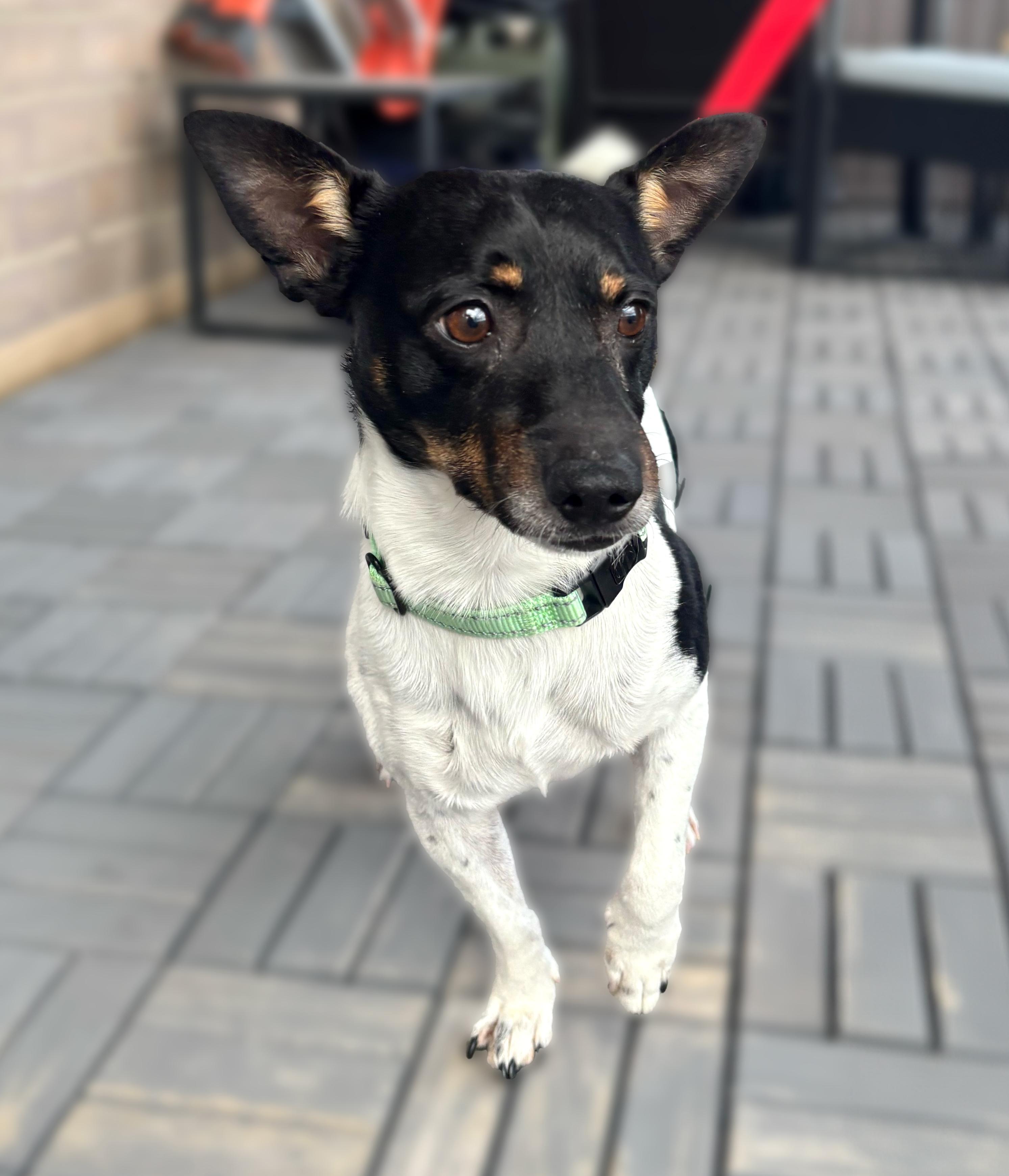 Enlarge Henry, a ADOPTABLE mixed breed in Brooklyn, NY image 5/5