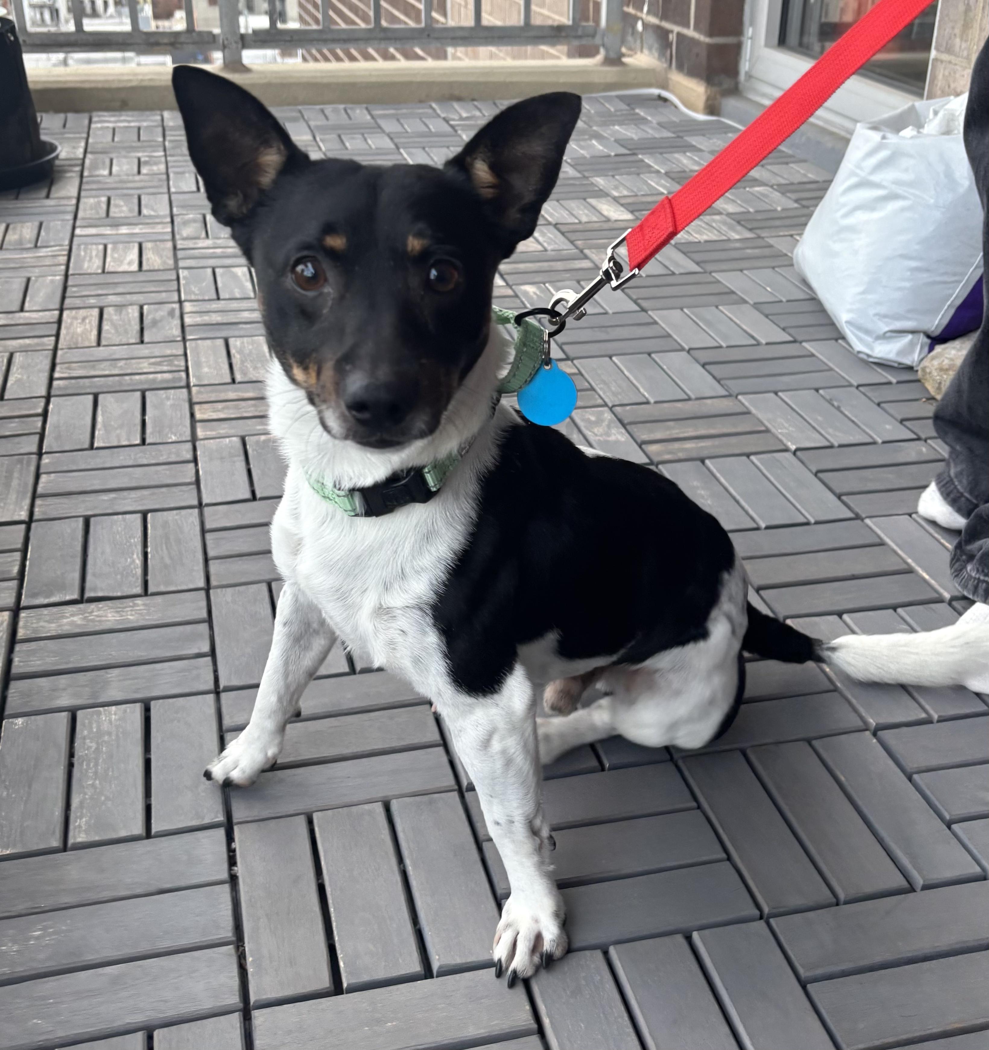 Enlarge Henry, a ADOPTABLE mixed breed in Brooklyn, NY image 4/5