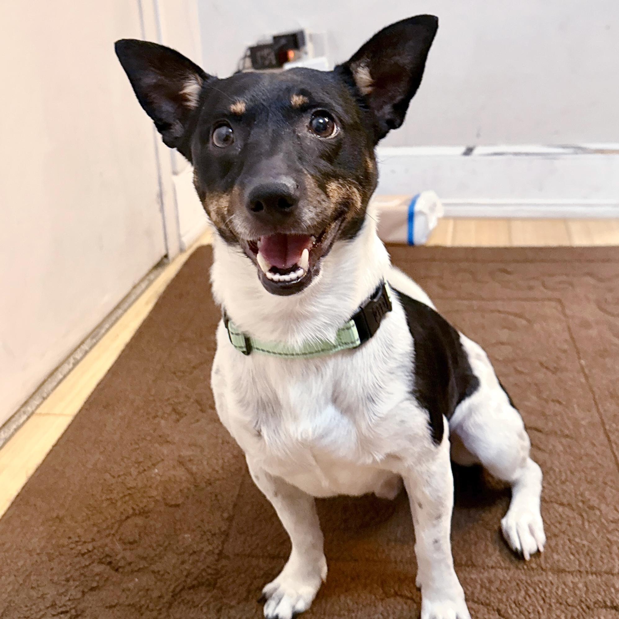 Enlarge Henry, a ADOPTABLE mixed breed in Brooklyn, NY image 1/5