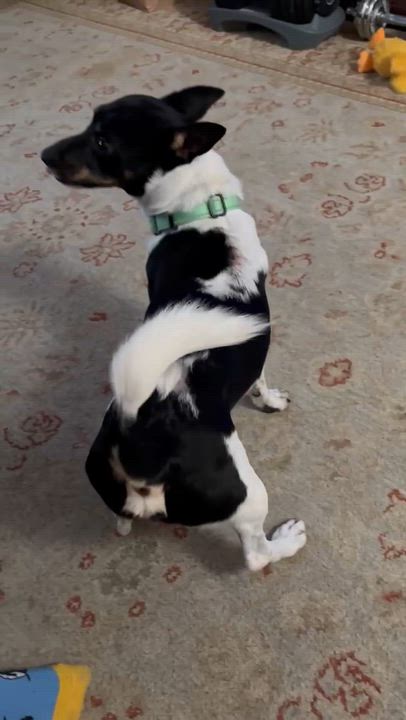 Enlarge Henry, a ADOPTABLE mixed breed in Brooklyn, NY video 2/5