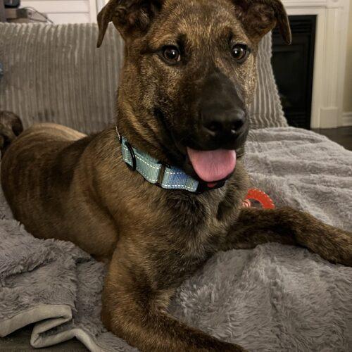 Oscar, a Adoptable mixed breed in Hawkestone, ON image 2/5