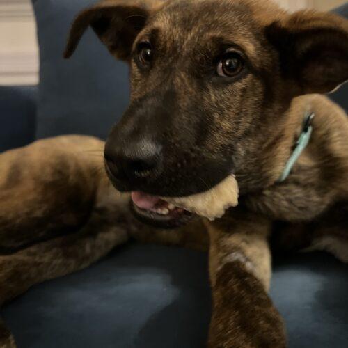 Oscar, a Adoptable mixed breed in Hawkestone, ON image 3/5