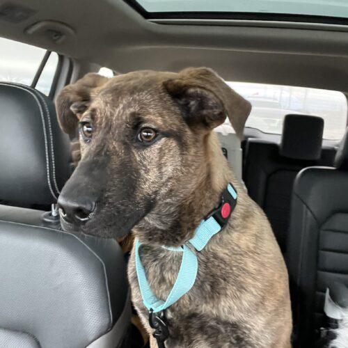 Oscar, a Adoptable mixed breed in Hawkestone, ON image 4/5