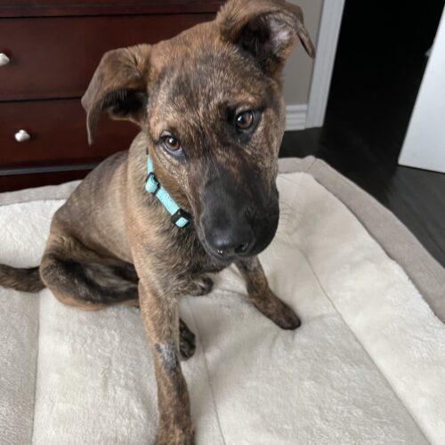 Oscar, a Adoptable mixed breed in Hawkestone, ON image 5/5