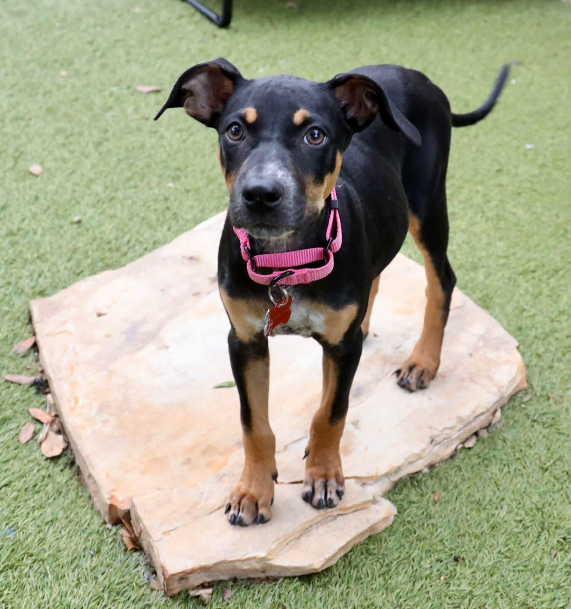 Enlarge Maddie, a Adopted mixed breed in Keller, TX image 1/6