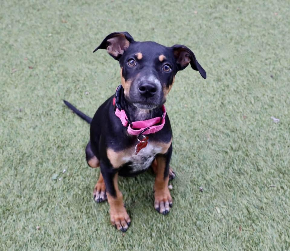 Enlarge Maddie, a Adopted mixed breed in Keller, TX image 6/6