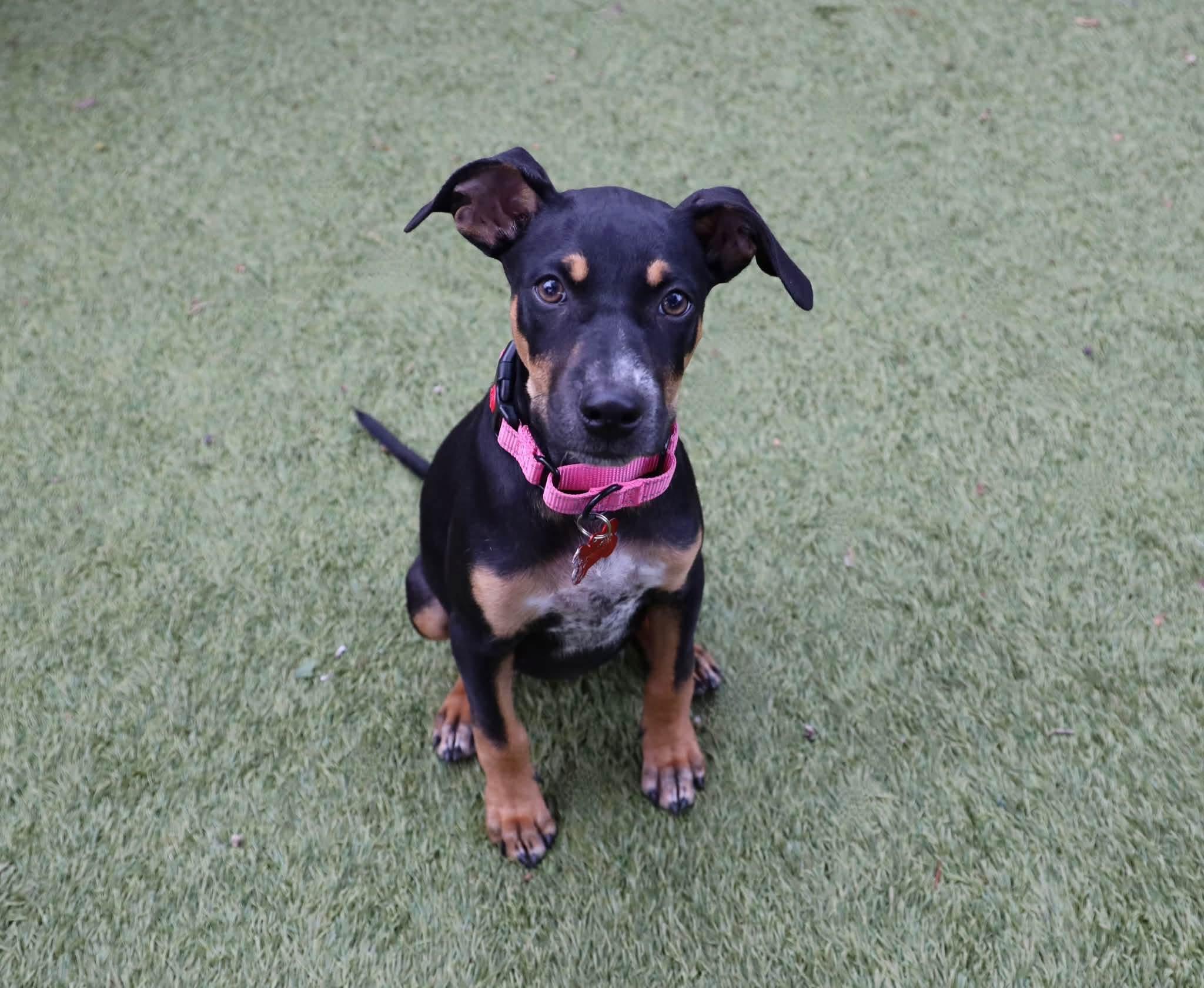 Enlarge Maddie, a Adopted mixed breed in Keller, TX image 5/6