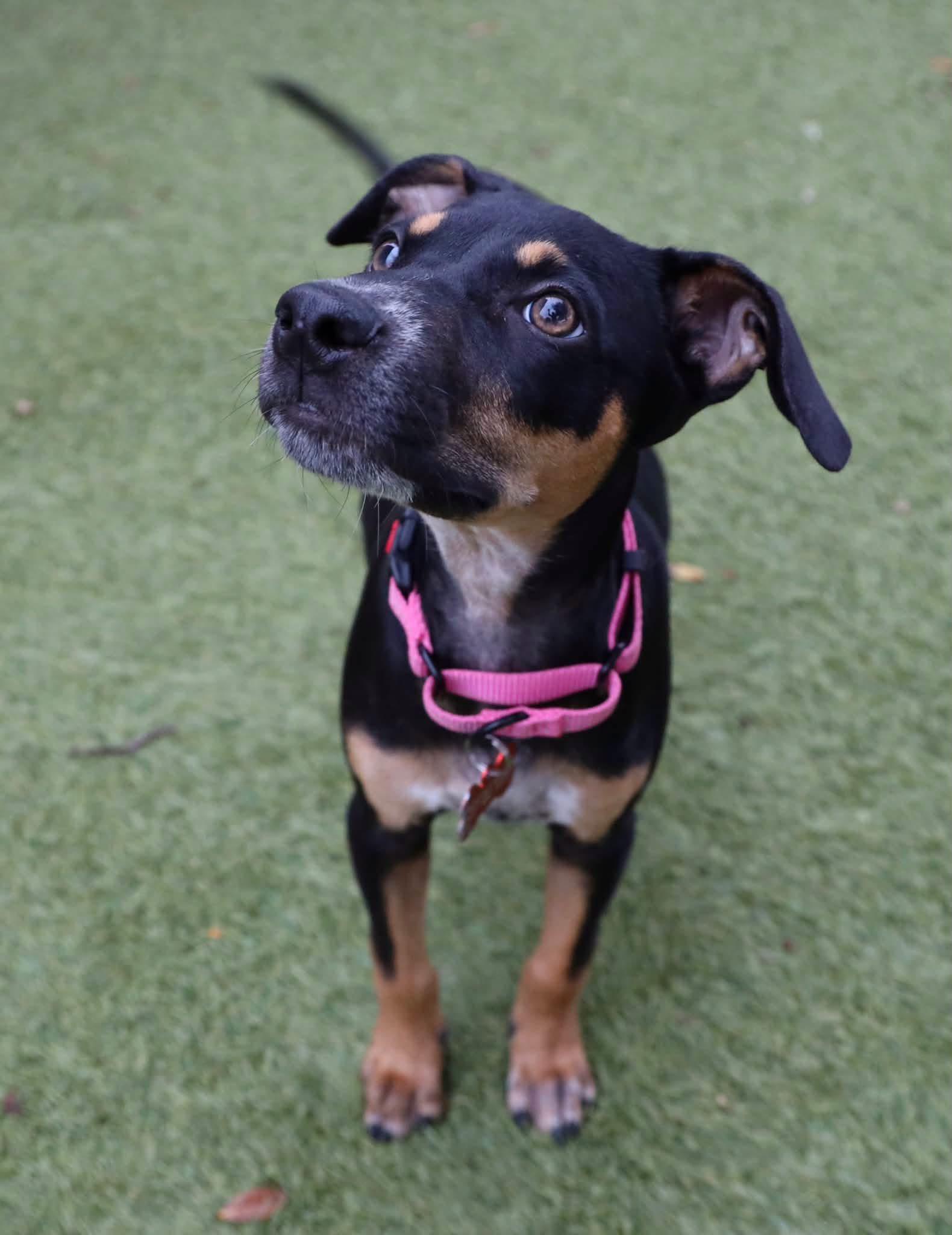 Enlarge Maddie, a Adopted mixed breed in Keller, TX image 2/6