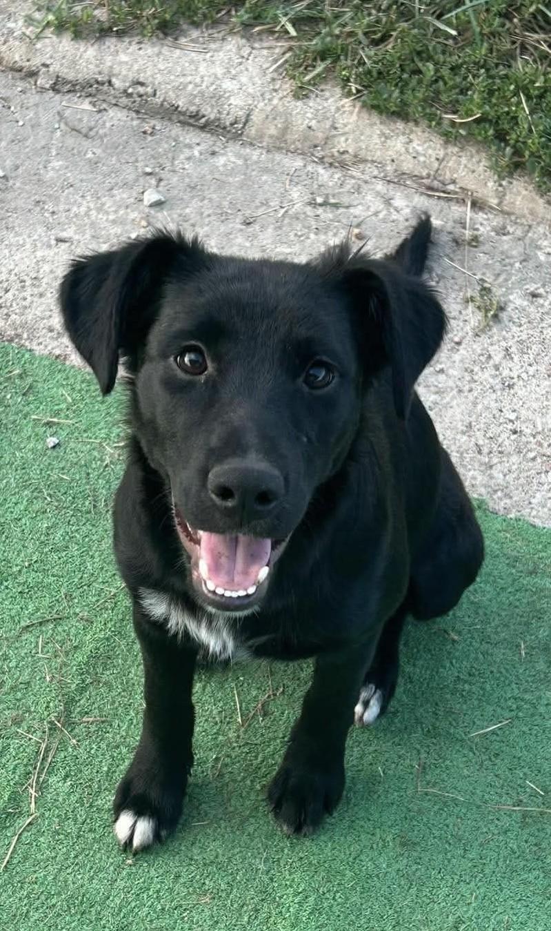 Amelia, Adopted, Puppy Female Labrador Retriever & Border Collie.