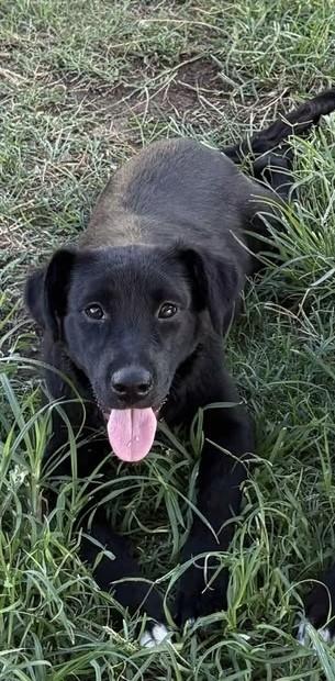 Enlarge Amelia, a Adopted mixed breed in Grove, OK image 2/2