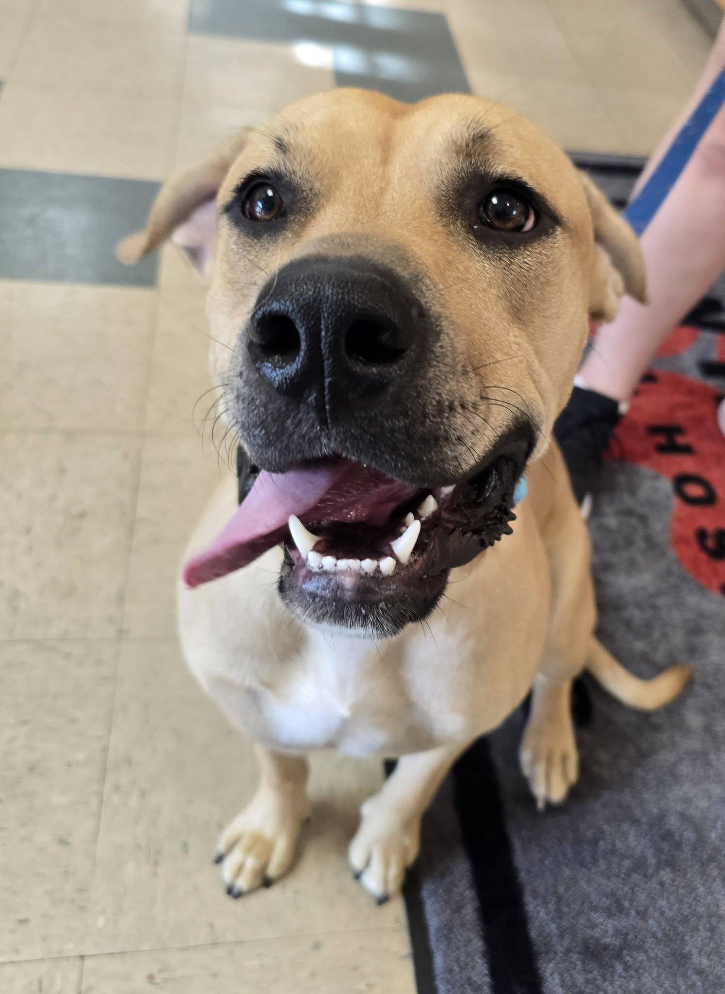 Hendrix, ADOPTABLE, Puppy Male Boxer & Labrador Retriever.