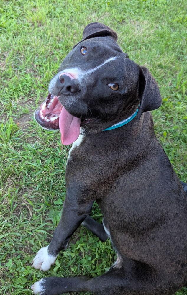 Enlarge Ollie, a Adopted mixed breed in Bolivar, MO image 1/4