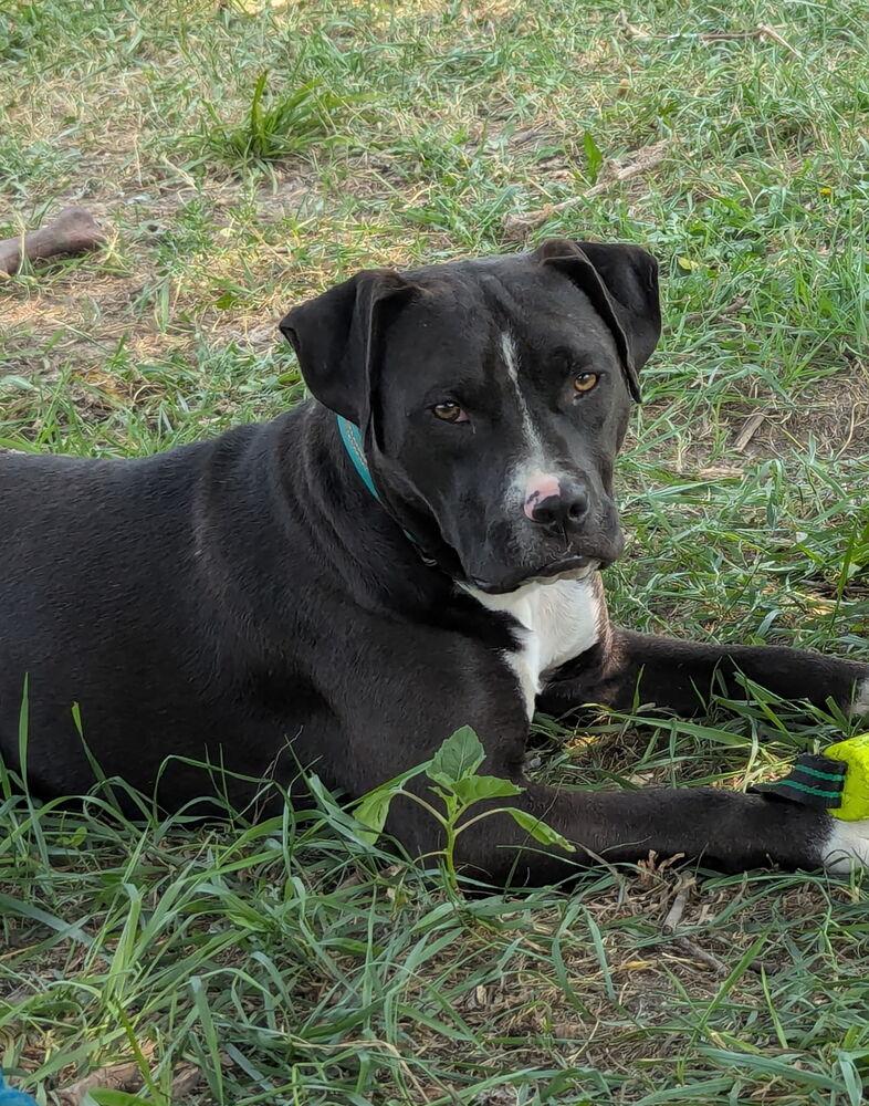 Enlarge Ollie, a Adopted mixed breed in Bolivar, MO image 2/4