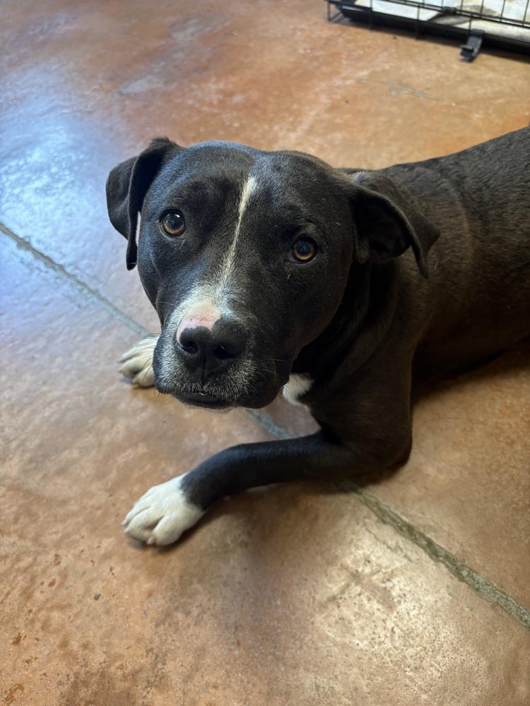 Enlarge Ollie, a Adopted mixed breed in Bolivar, MO image 3/4