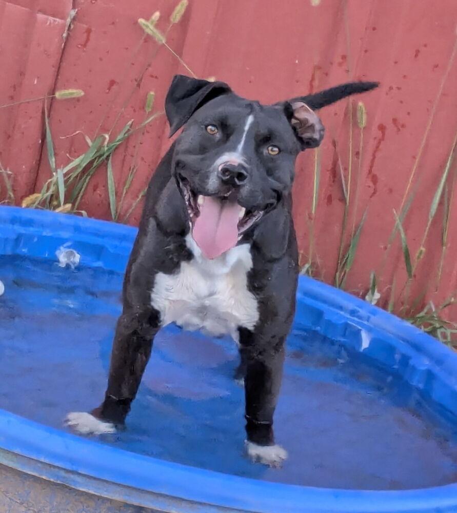 Enlarge Ollie, a Adopted mixed breed in Bolivar, MO image 4/4