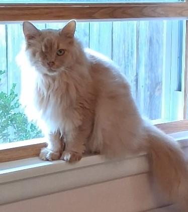 Wink26, a ADOPTABLE Domestic Long Hair in Milwaukee, WI image 2/3