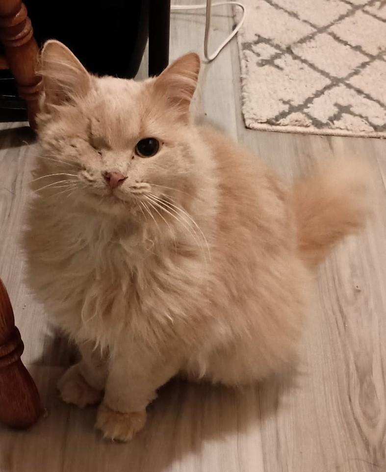 Wink26, ADOPTABLE, Adult Female Domestic Long Hair.