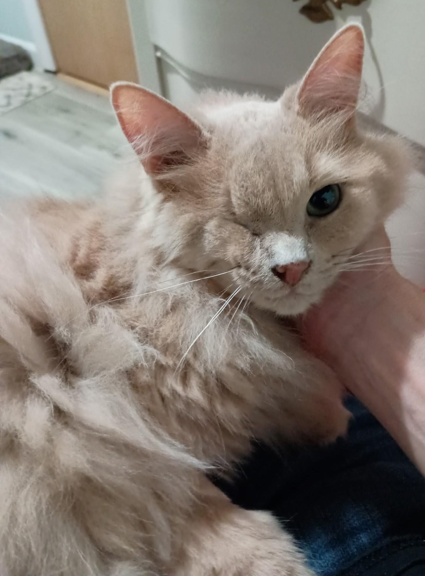 Wink26, a ADOPTABLE Domestic Long Hair in Milwaukee, WI image 3/3