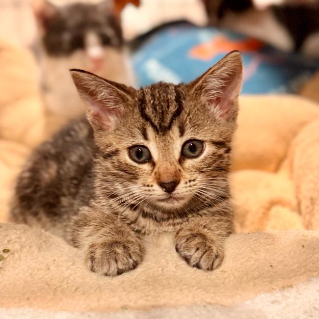 Enlarge Charlie Day, a Adoptable Domestic Short Hair in Medford, NJ image 2/5