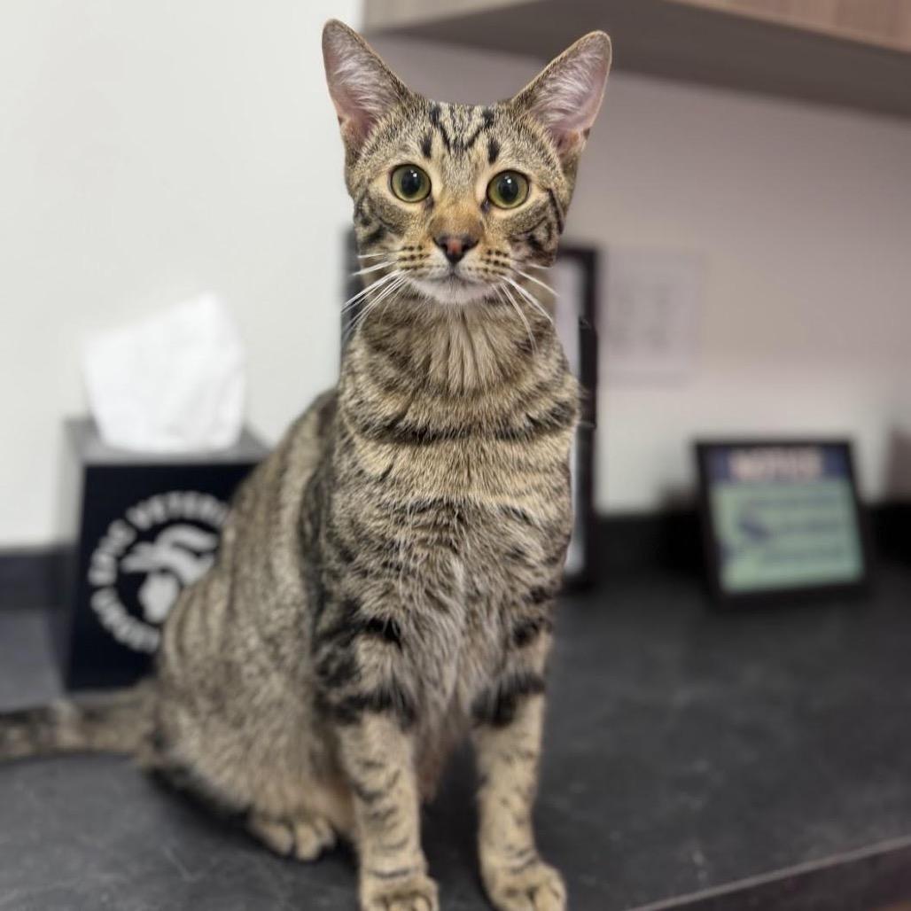 Enlarge Charlie Day, a Adoptable Domestic Short Hair in Medford, NJ image 3/5