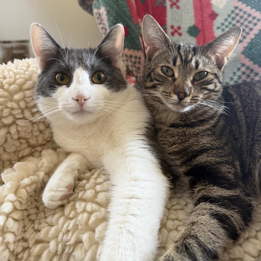 Enlarge Charlie Day, a Adoptable Domestic Short Hair in Medford, NJ image 4/5