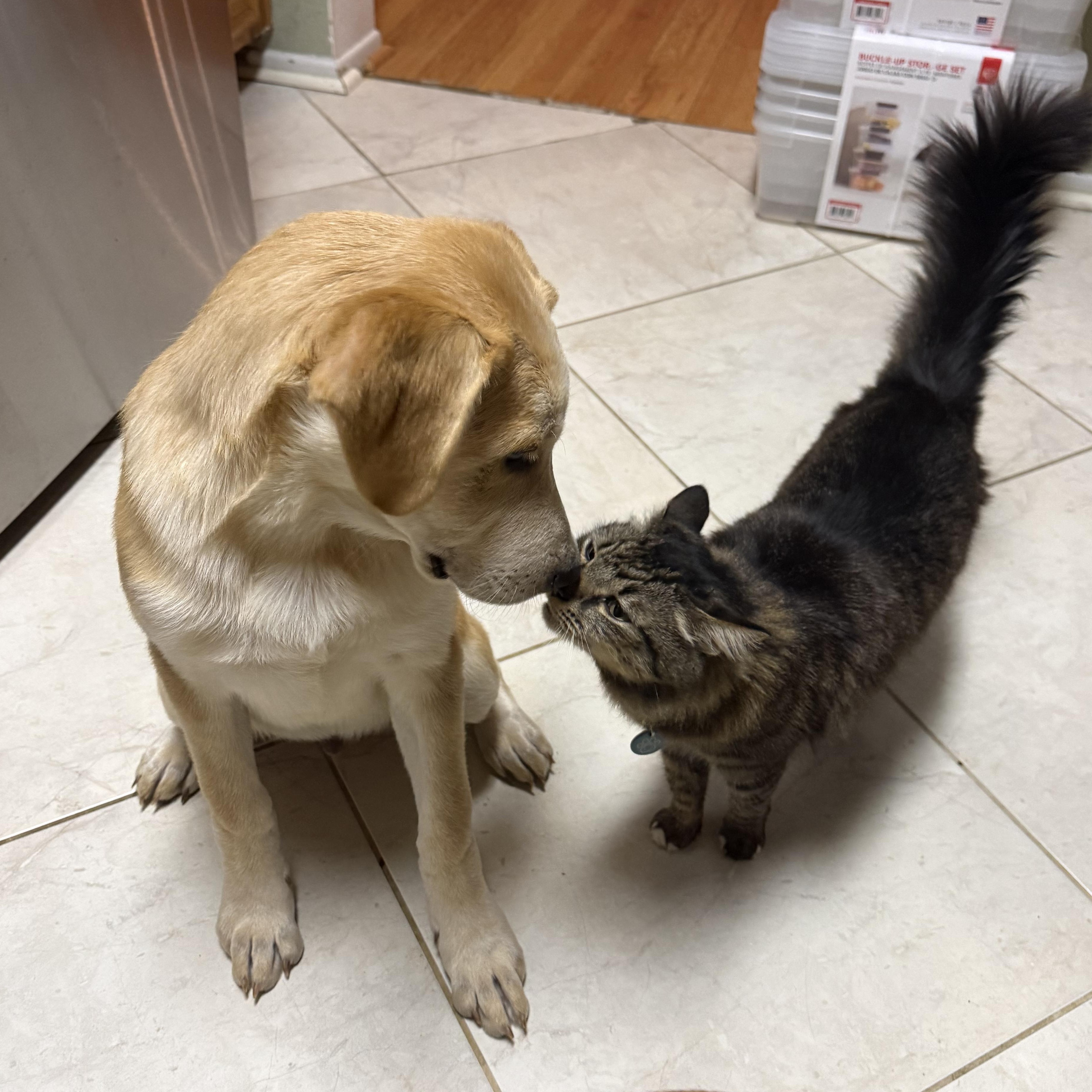 Enlarge Toast, an adopted mixed breed in Whittier, CA image 2/5
